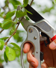 tree pruning service